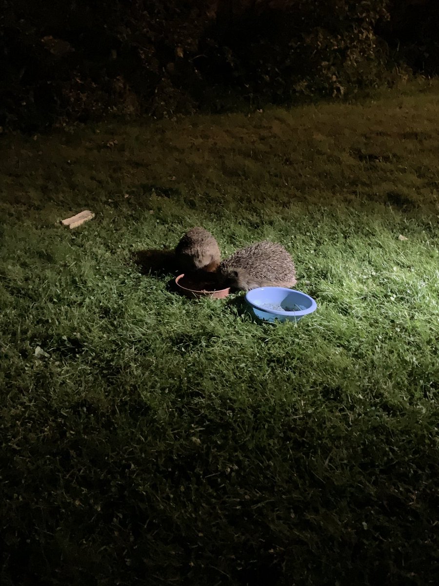 Double trouble in the garden tonight #Hedgehogs #savethehedgehogs