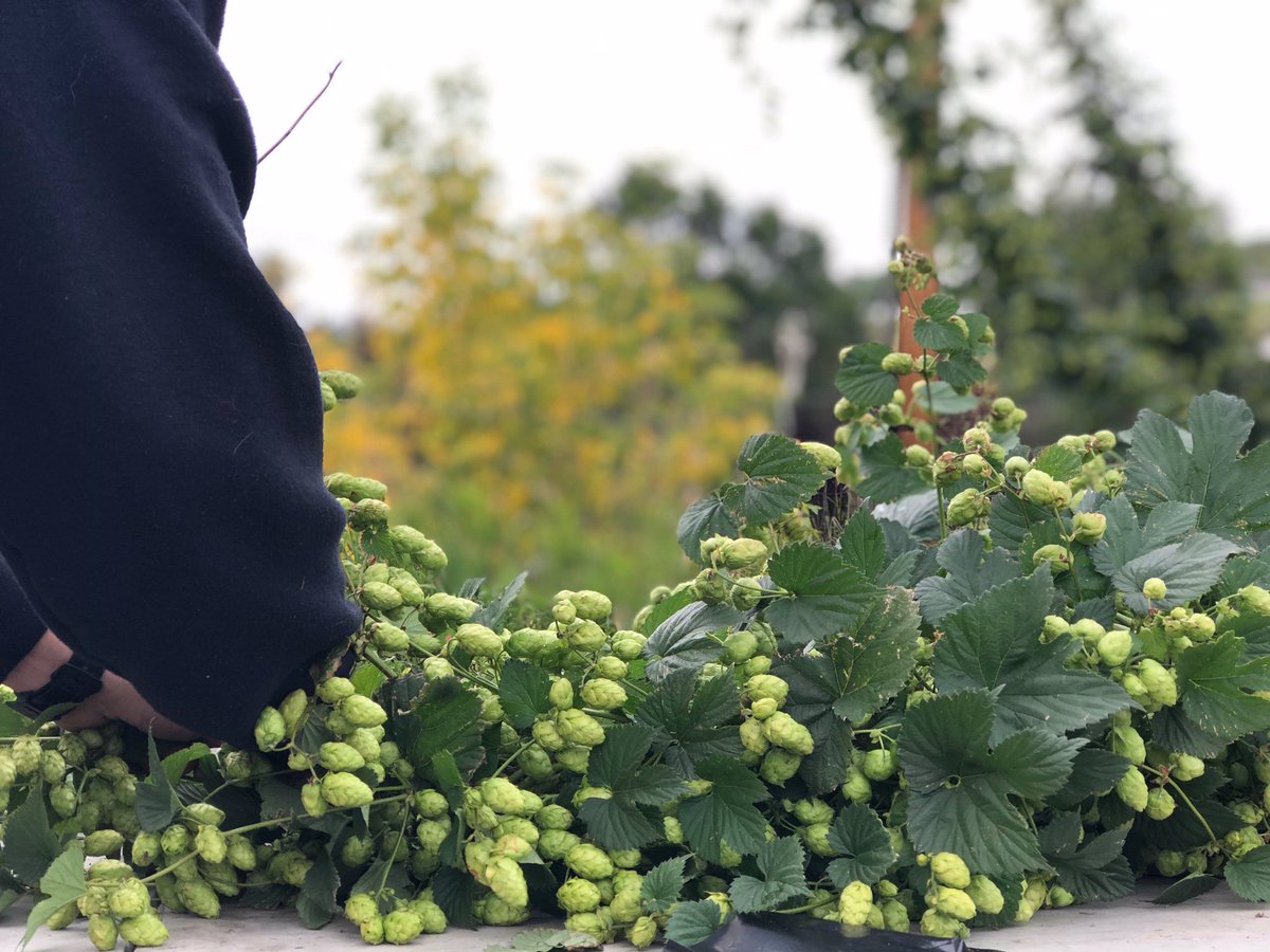 paddysbrewbecue's tweet photo. Brewmaster Dan put a lot of work into growing and harvesting the Cascade hops we used for our Fresh Hop IPA, and we can't wait to try it.
#albertabeer #calgarymade #barleybeltyyc #hopporn #freshhop https://t.co/R7Hd8DQ93w