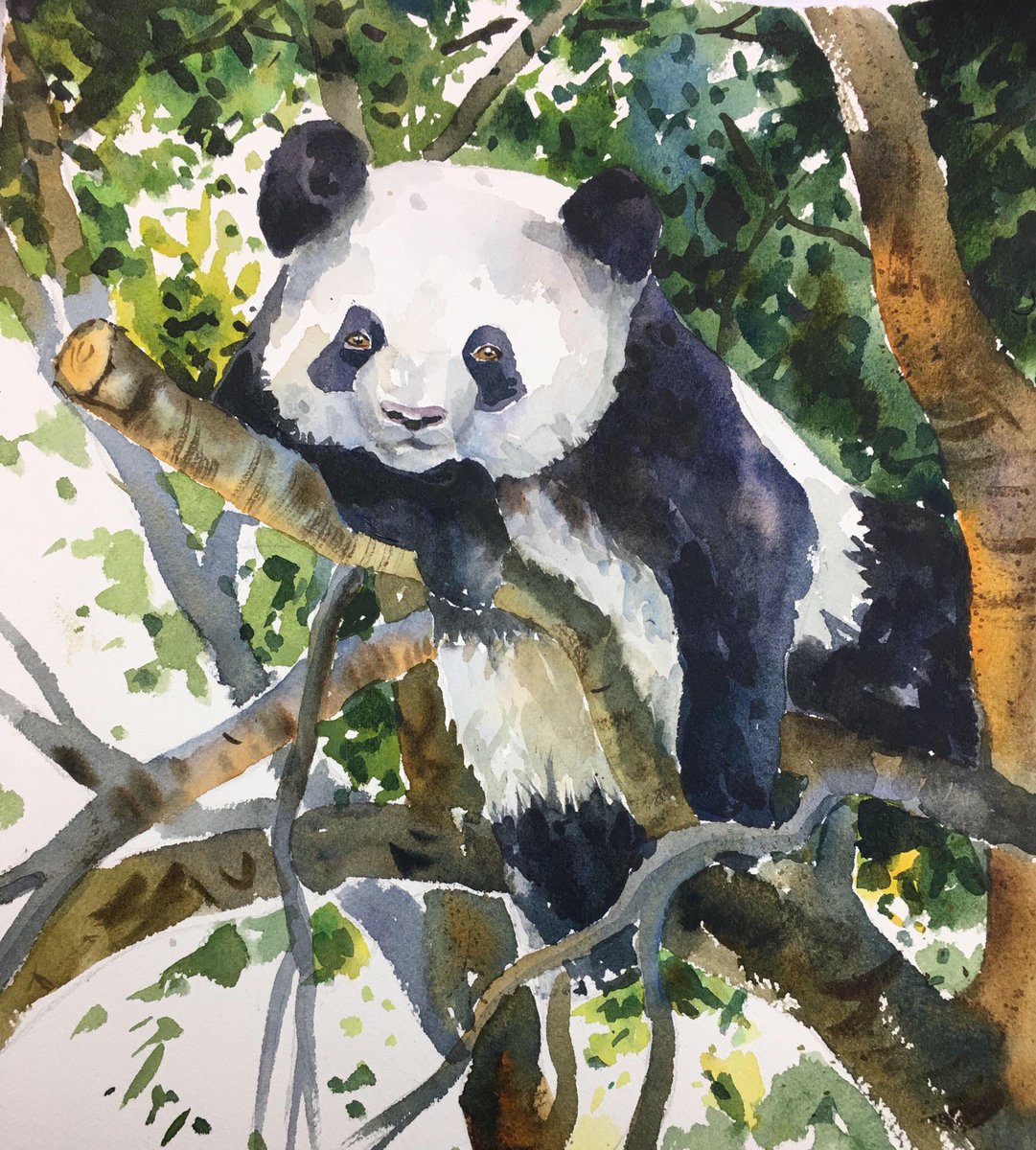 PureWatercolour's tweet photo. Had some fun painting the Panda a little bit different from my usual subject matter.  #watercolor #panda #paintseptember #watercolouranimals https://t.co/SCNuAceFW2