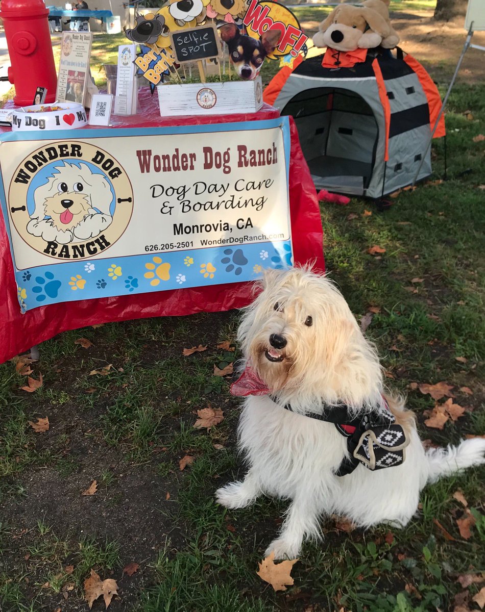 WonderDogRanch's tweet photo. Trixie at Sierra Madre Kiwanis Pancake Breakfast and Pooch Parade. Come on down and support a Good Cause! #SierraMadre #Kiwanis #poochparade #breakfast #pancakebreakfast @joansull @RepJudyChu #dogs #fun #enjoy https://t.co/p3UZWoNR07