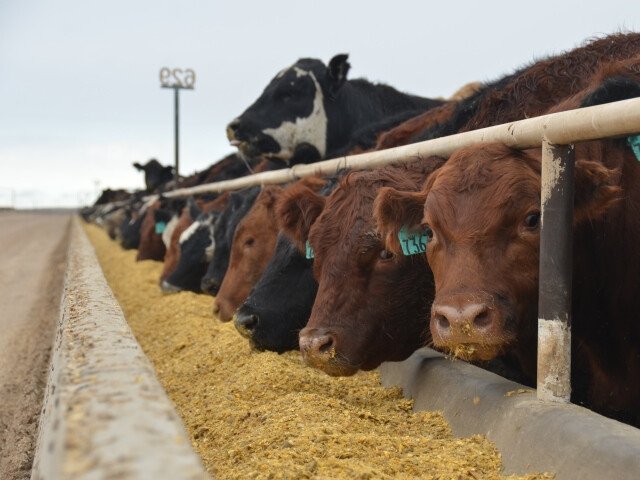 Cattle on feed down 1%, placements decline 9%

ow.ly/mTn350wjBrh