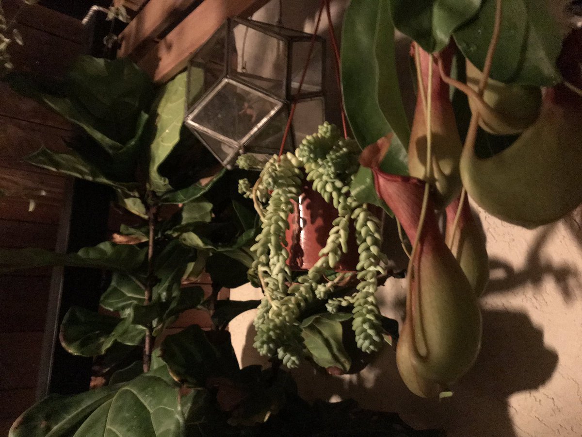 Zachamon's tweet image. I’ve been told pics don’t do it justice, but this is where I like to hang out—my backyard. Both light and dark UI of real life. #LivingInADwellMagazine #DoCoolThings