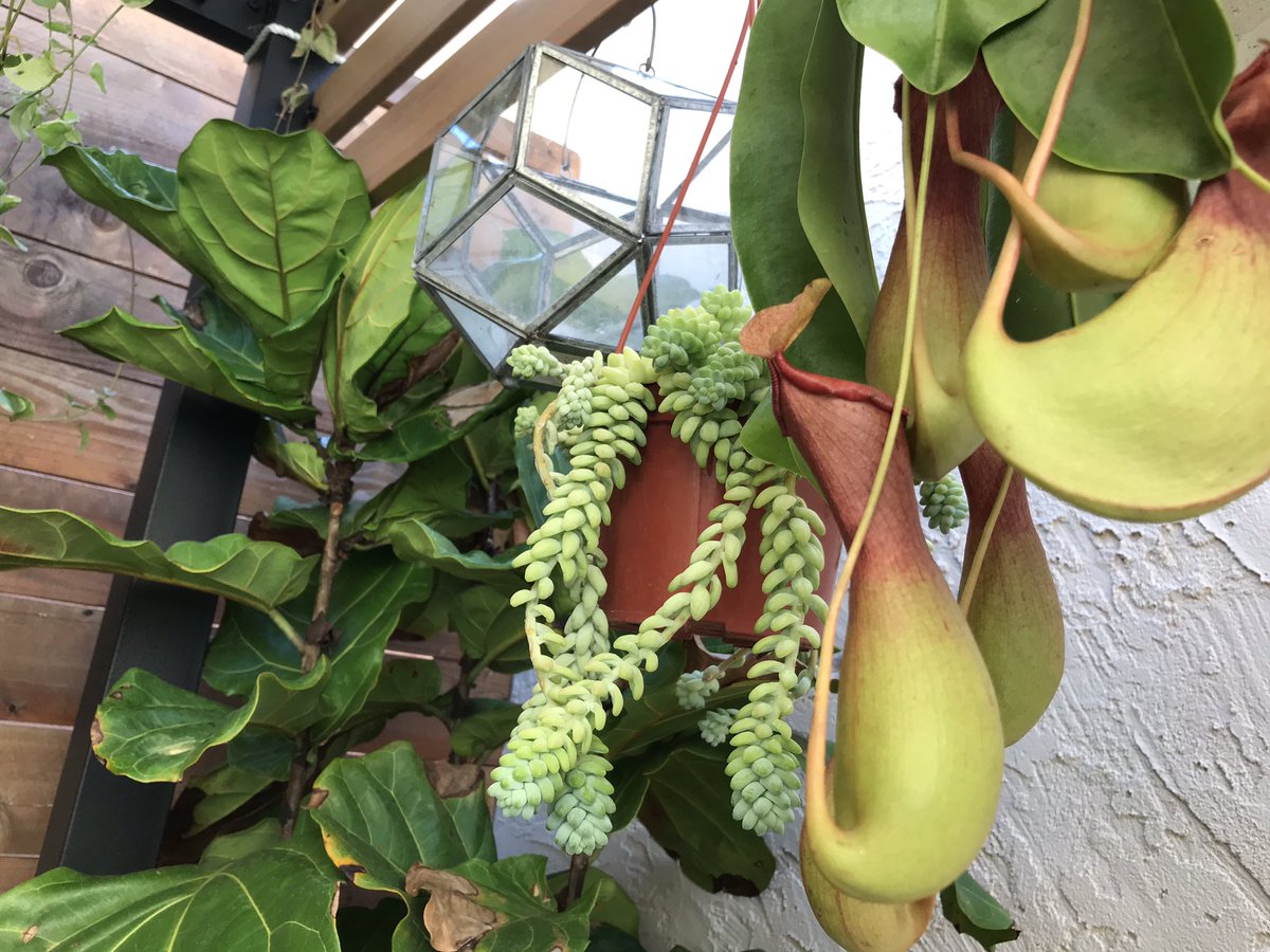 Zachamon's tweet image. I’ve been told pics don’t do it justice, but this is where I like to hang out—my backyard. Both light and dark UI of real life. #LivingInADwellMagazine #DoCoolThings