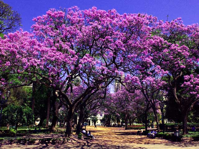 PixelMemories's tweet photo. Primavera en Buenos Aires https://t.co/z7HSJM7BjW