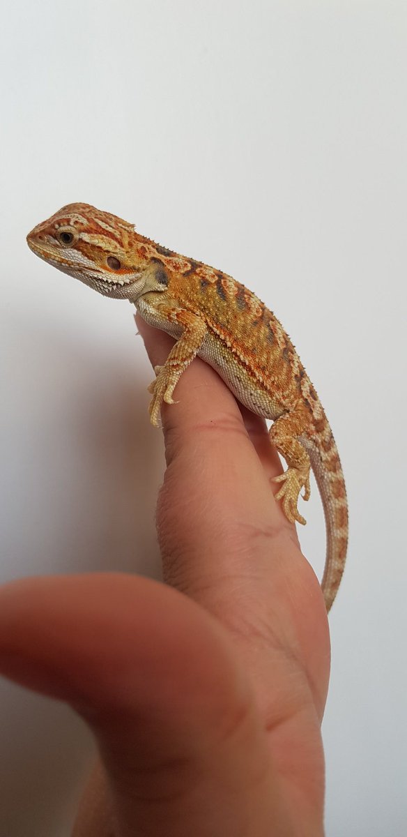 Highbreedreps's tweet photo. Only 3 left for sale!! Love our dragons.👌😍👌 https://t.co/hOYDO3yFlc