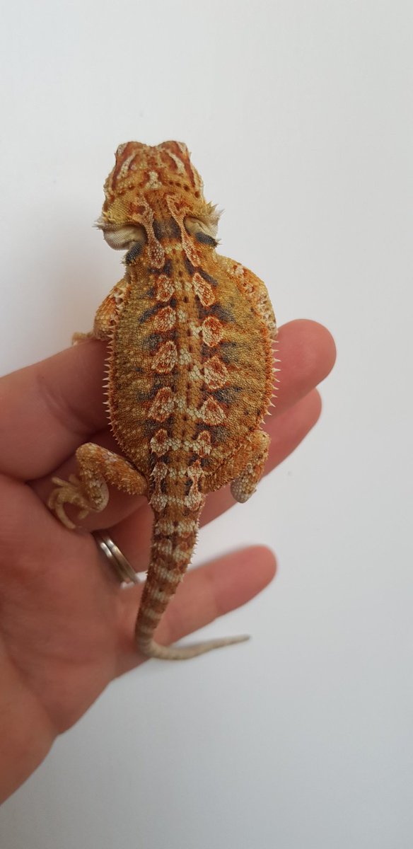 Highbreedreps's tweet photo. Only 3 left for sale!! Love our dragons.👌😍👌 https://t.co/hOYDO3yFlc