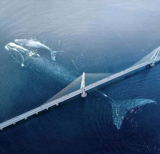 SimoneMontiel's tweet photo. A blue whale 😍😍 https://t.co/1ZeIPphjqI