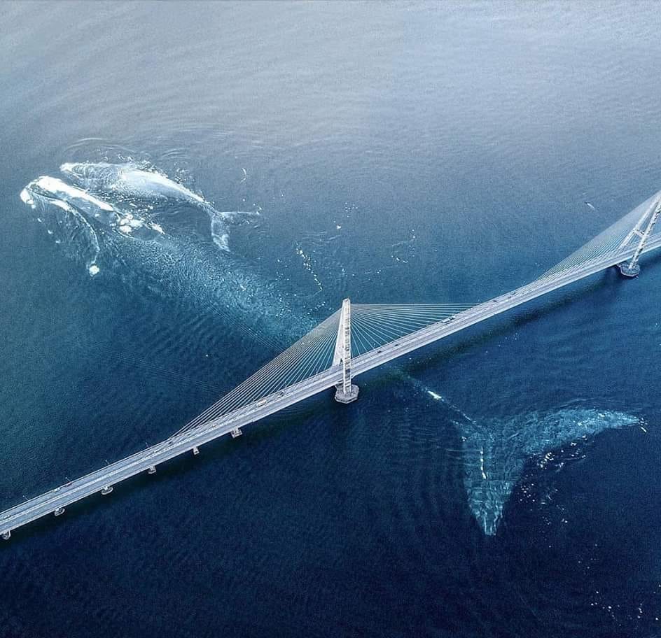 One of the largest blue whales ever caught on camera during a helicopter ride