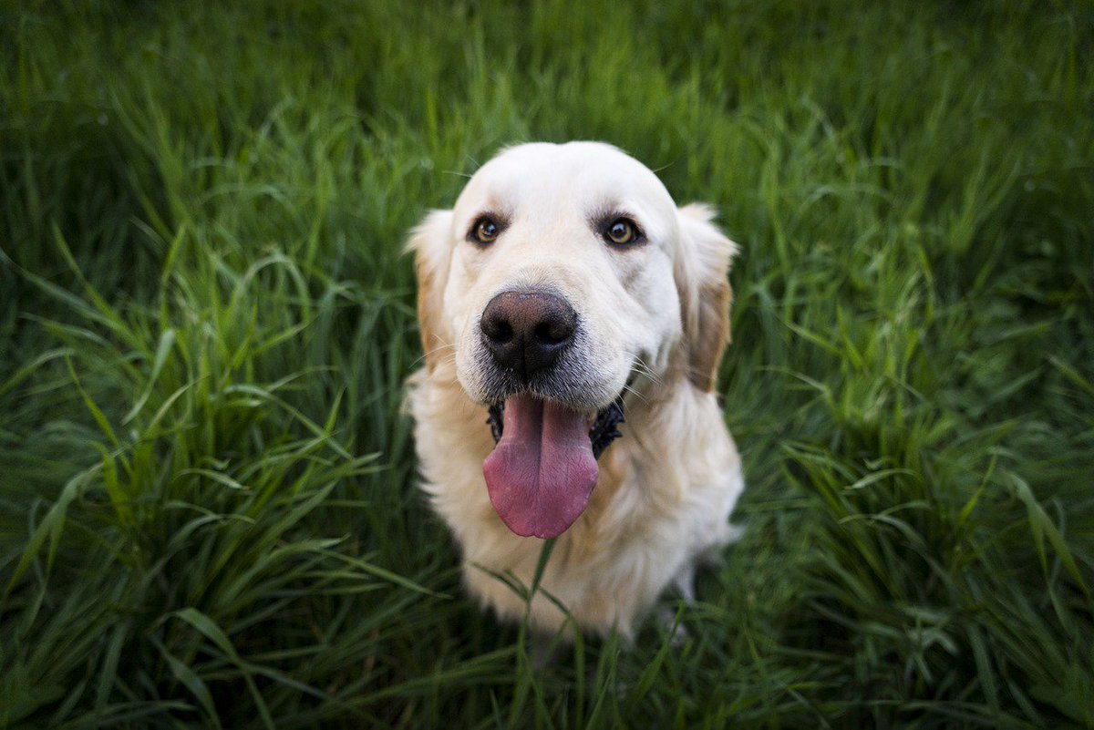 Accdvm's tweet photo. What does it mean to be a responsible dog owner? Share your comments below! #ResponsibleDogOwnershipDay https://t.co/oFKIHufgaL