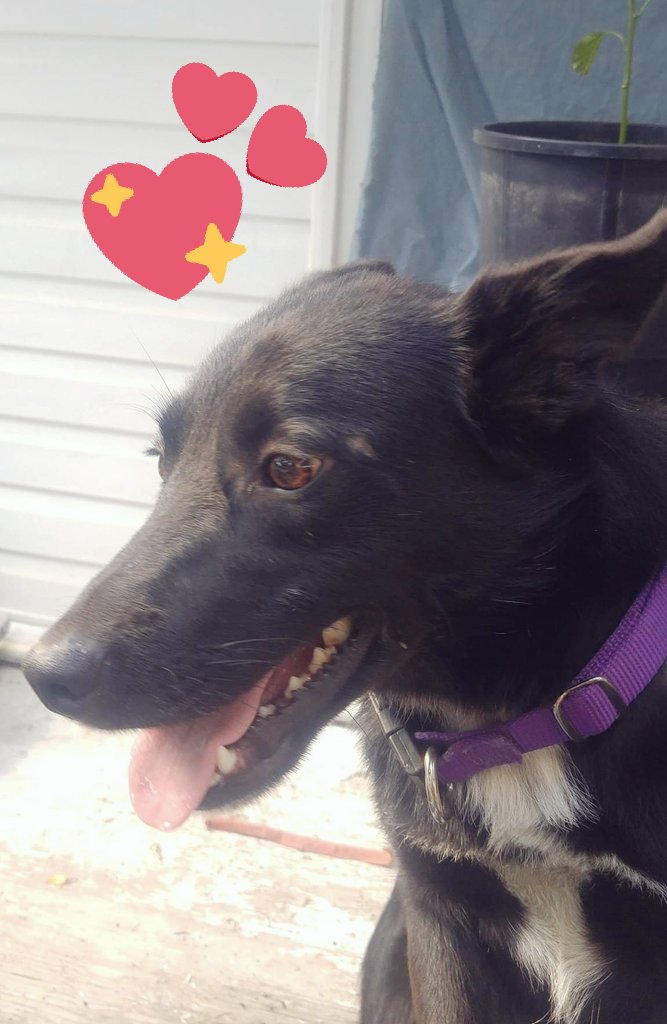 pastameta's tweet photo. I mentioned awhile ago that I'd be getting another dog. Well, hes finally here. He was in pretty rough shape but he knows where his home is now. After a few trips to the vet and many many baths, Otis is officially part of the family! https://t.co/eGVyGcs0GG