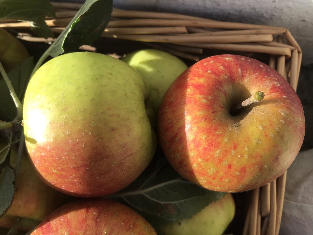 treeruss's tweet photo. Nice Apple crop to give away @TM_Hackney stall tomorrow at #ClissoldPark (12-5pm).
Charles Ross (I think). Picked today.
Come to Clissold, eat apples, buy an organic cotton #FairTrade #TreeMusketeer T-shirt, join my free #TreeWalk (2pm).
@clissoldpeople https://t.co/DCRtfHYjPa