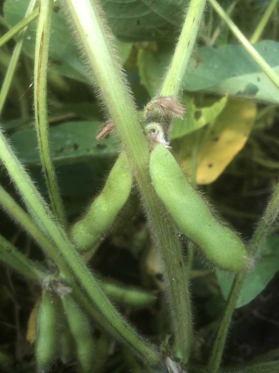 Jason Schley tweet media