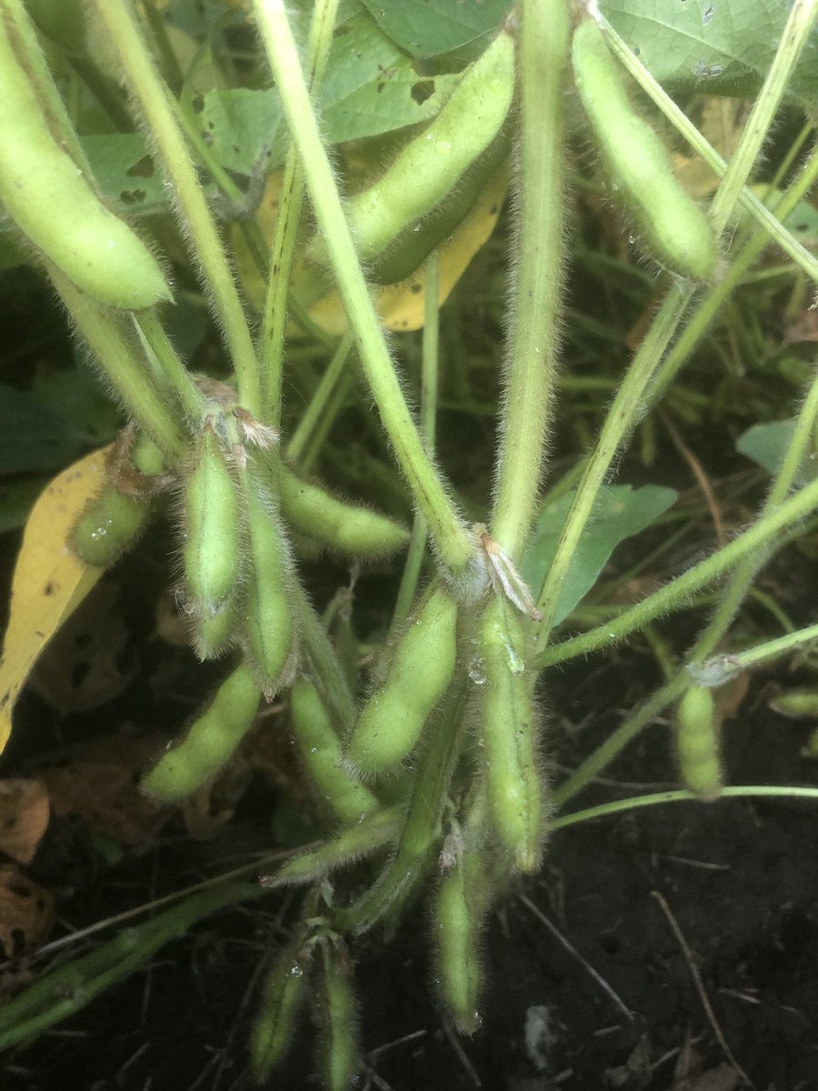 Jason Schley tweet media