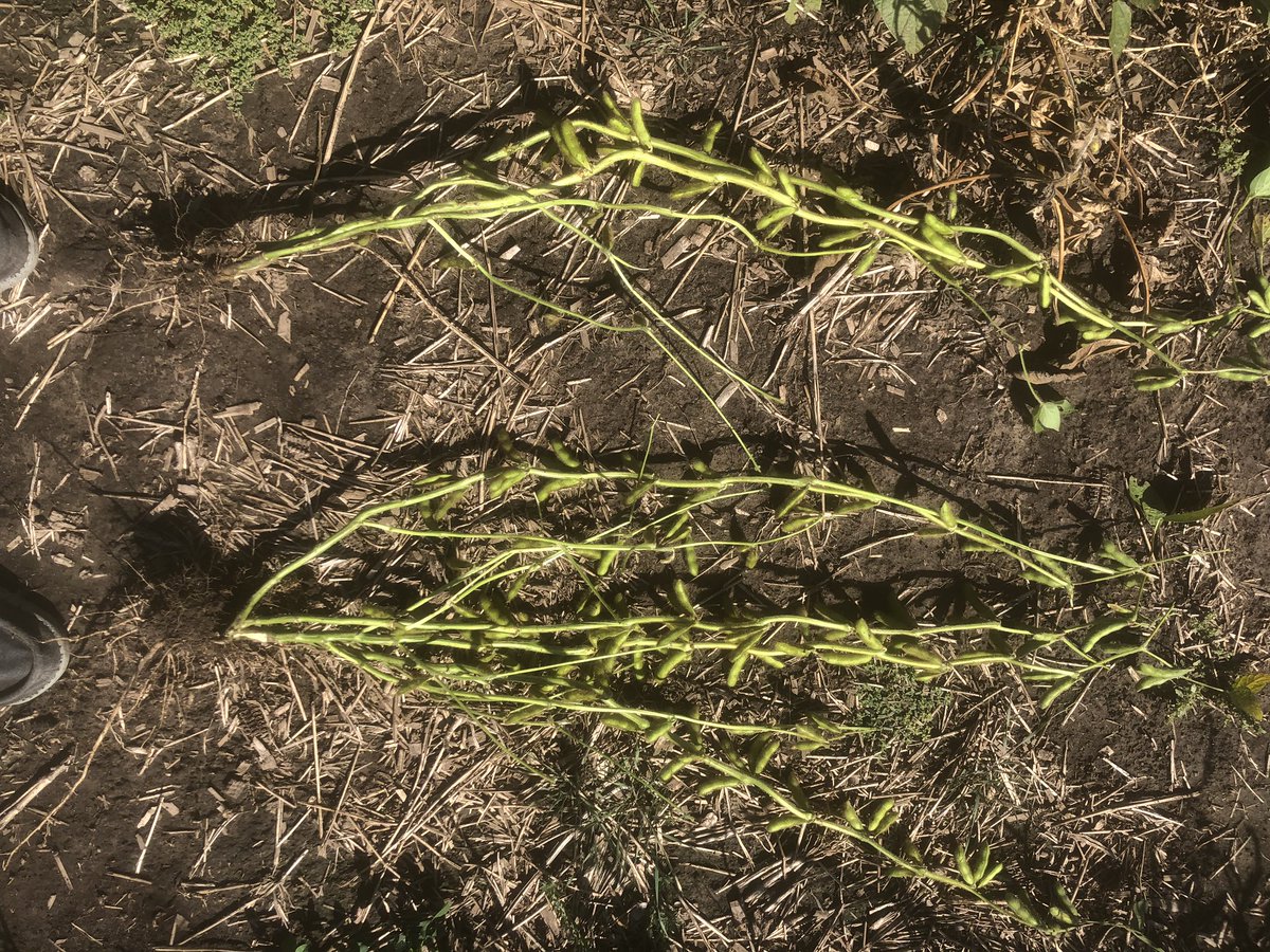 Jason Schley tweet media