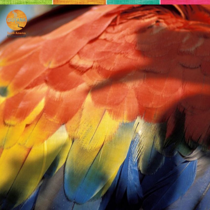 discoverguyana's tweet photo. Can you guess what bird this vibrant plumage belongs to? Hint, they are very intelligent and social birds. #discoverguyana #discoverbirding #birding #birdstagram #rupununi #nature #birdinginnature #birdinginthewild #birdingphotography #birdwatching #birdlovers #bird #wildlife https://t.co/bDtkI0RTpi