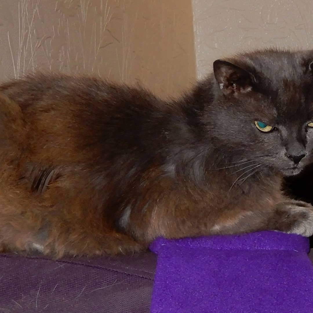 stephbriggsuk's tweet image. A missing pet is the worst feeling in the world. People should KNOW to take animals to get scanned.  But they sometimes don't bother.  Agony. #lostkitty #missingcat #findmissingcat #rescuecats #lostcatalert #missingpets #runawaypet #helpusfind #walkden #worsley #Salford