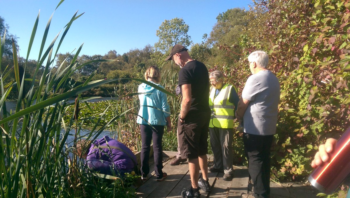DawleyLocal's tweet photo. A beautiful morning on the hunt for dragons and damsels at Dawley Hamlets Local Nature Reserve with Vicky Nall from the British Dragonfly Society #Telford #Dawley #Shropshire #DawleyIsGreat https://t.co/XS5o6j5rkc