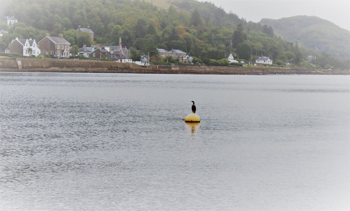 ckellyedits's tweet photo. #SeptSail 2019 photo dump continuing - this time some filtered photos of #Tighnabruaich love the #WheresWally #WheresWaldo statue, and of course, the scenery! Birds balancing on buoys is also a win imo #photography #scotland #seescotland https://t.co/rxVSqrN1Q9