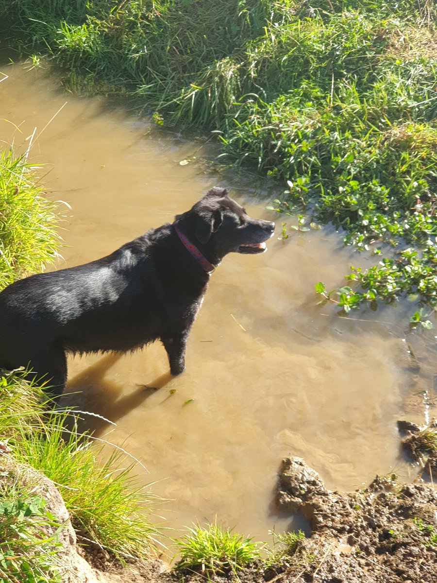 himintshorts's tweet photo. Keep forgetting to post new client pics on here. Latest ones...Daisy...Poppy...Finlay 🐶🐶🐶❤ https://t.co/EnxCmtGT67