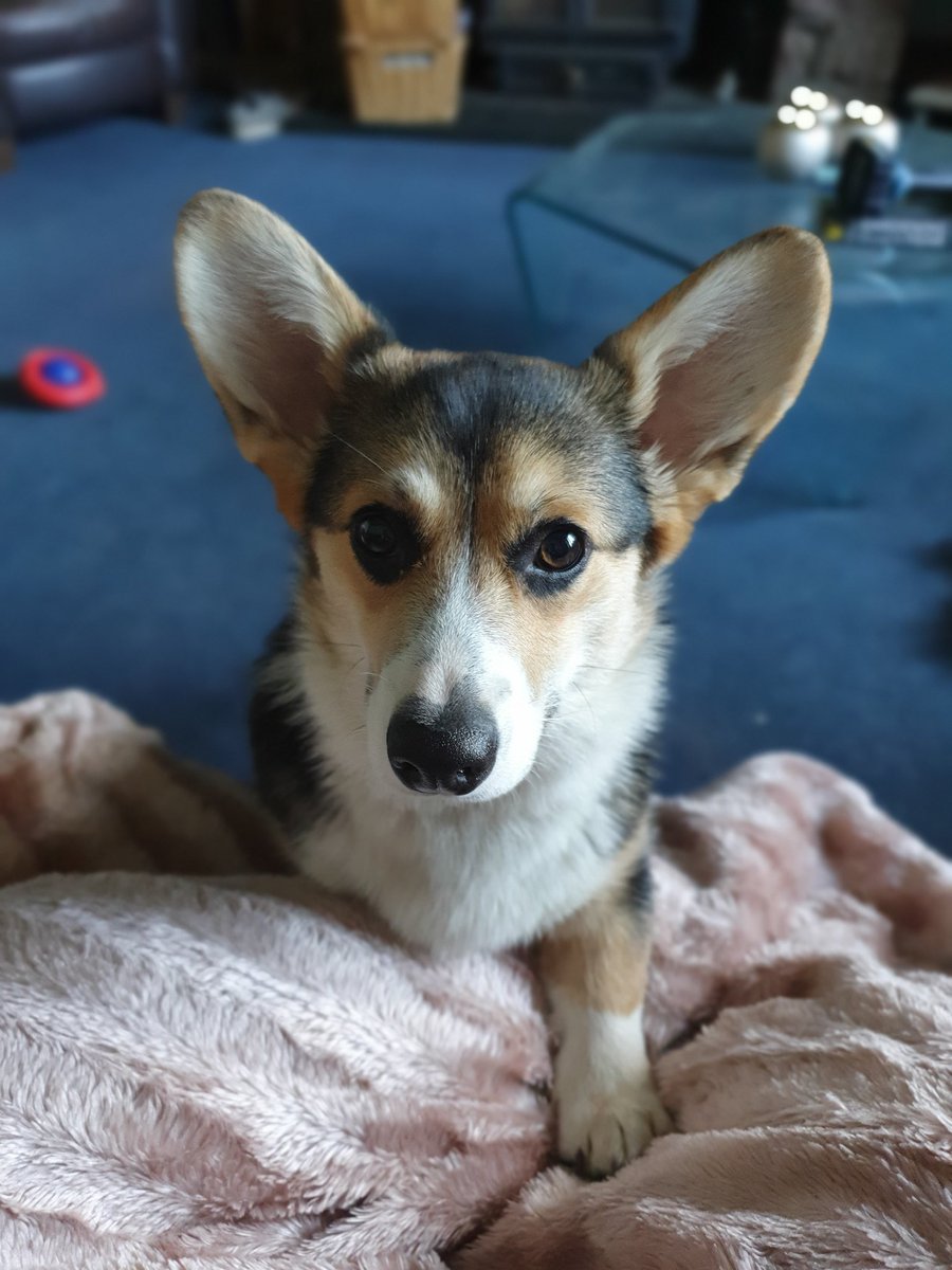 facepalmzonacid's tweet photo. This is my child, Olive ❤
She enjoys naps, bringing back dead animals and getting as dirty as possible, a true lady. https://t.co/bIXRhWWAFk