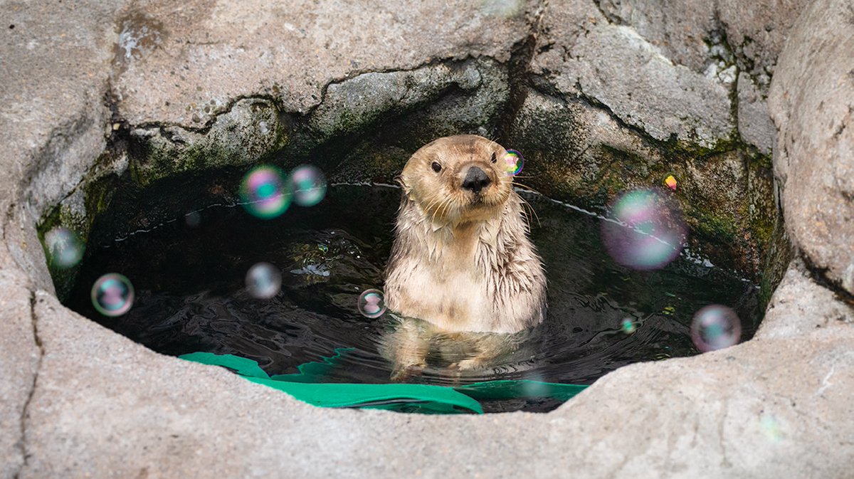 MontereyAq's tweet photo. Ready to pop the bubbly? SEA OTTER AWARENESS WEEK STARTS TOMORROW! https://t.co/a88LsCPNh1