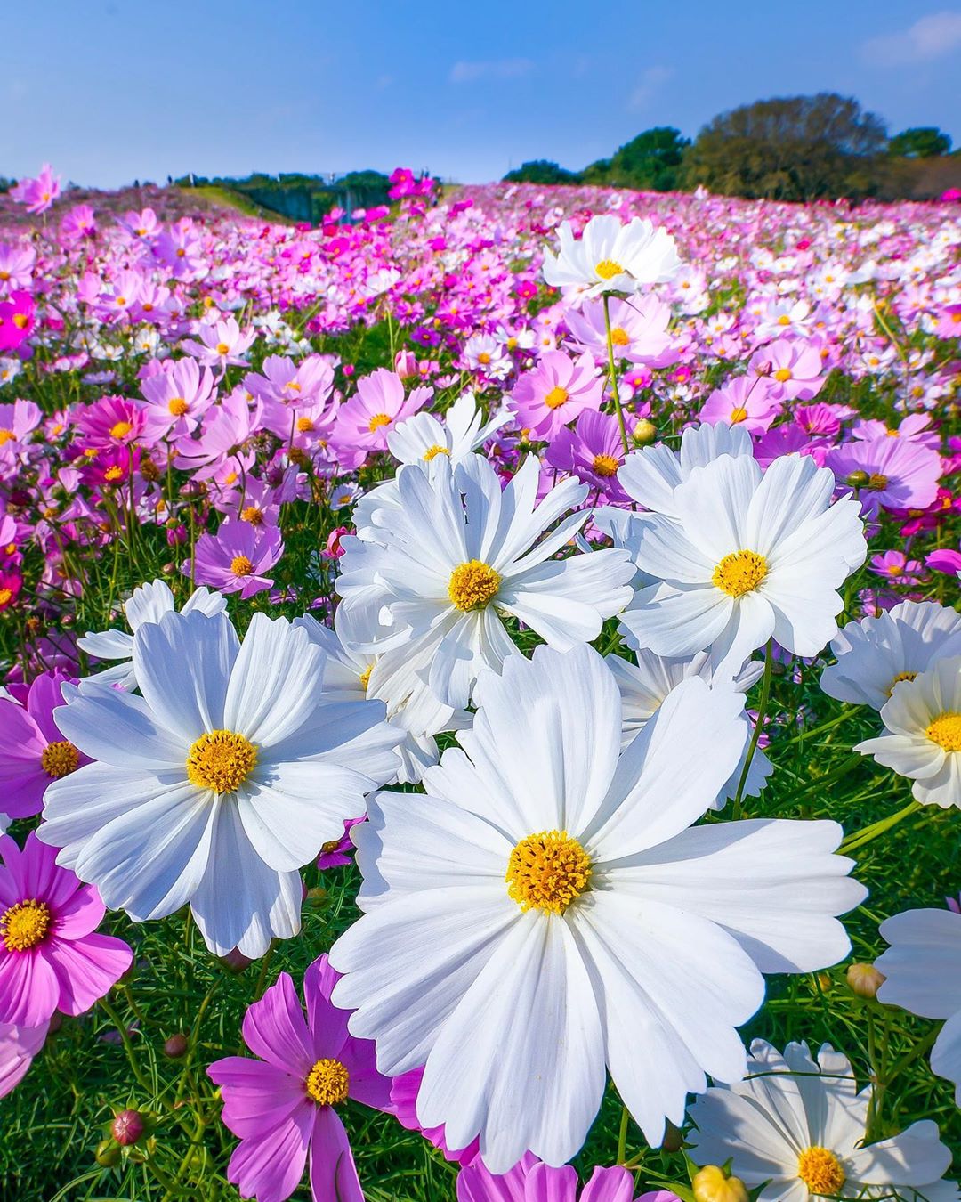 EFAc0e8X4AAzeES.jpg:large