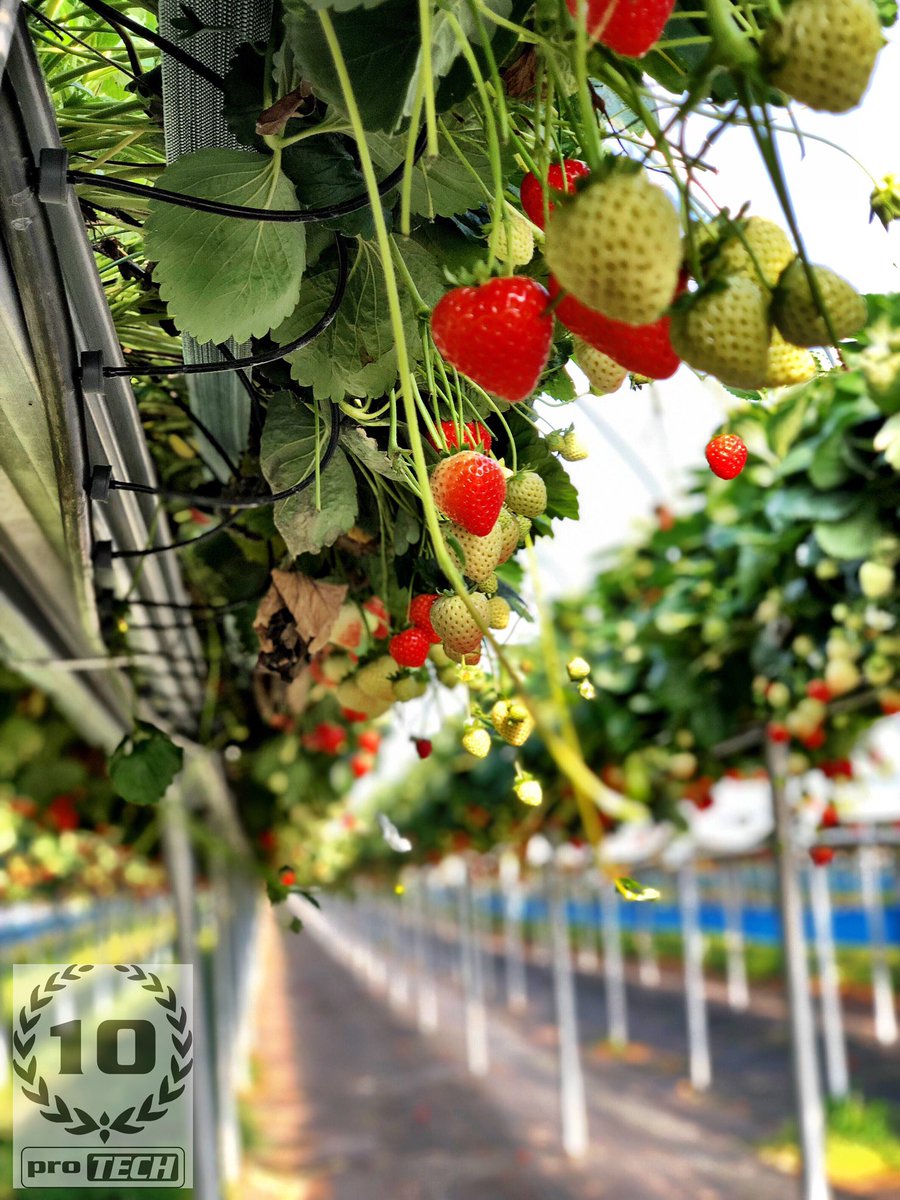 ProTechFuture's tweet photo. Great crop of strawberries grown in @BotanicoirLtd coir bags and Protech gutter tabletops. Location: Staffordshire, UK

#strawberry #substrate #Botanicoir #gutter #tabletops

https://t.co/s1ZoRtdmhz https://t.co/ZdBlEh3bTb