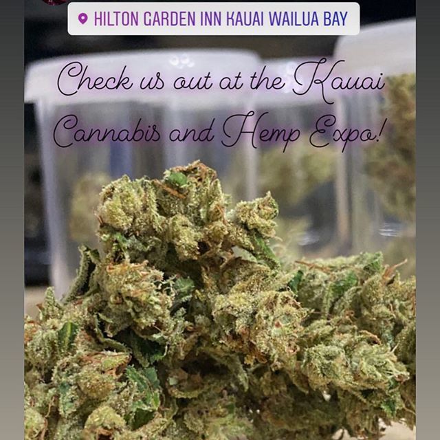 come say hi. Today, Kauai Hemp and Cannabis Expo. @hawaiicannabismagazine <a href="/maryjanemaui/">MaryJaneMaui Baa</a> @grownkauai_ @pohakupili_farms <a href="/cassie/">Cassie</a>.graysen <a href="/stonyah808/">stonyah</a> #cannabis #kauai #808 #cannabiscommunity