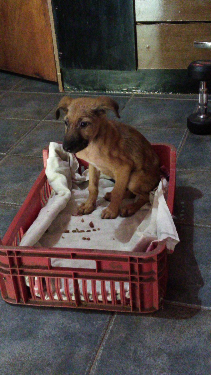 jamilatopacio's tweet photo. Amigos, ayer encontramos a esta perrita en la calle, hoy ya fue a la vete, le aplicaron lo que está en la tarjeta, debe seguir tratamiento para estar sanita, ayúdenme a encontrarle un hogar
@unasur_refugio @PakoAlajaPy @salvandohocicos https://t.co/NvFwlP4lLQ