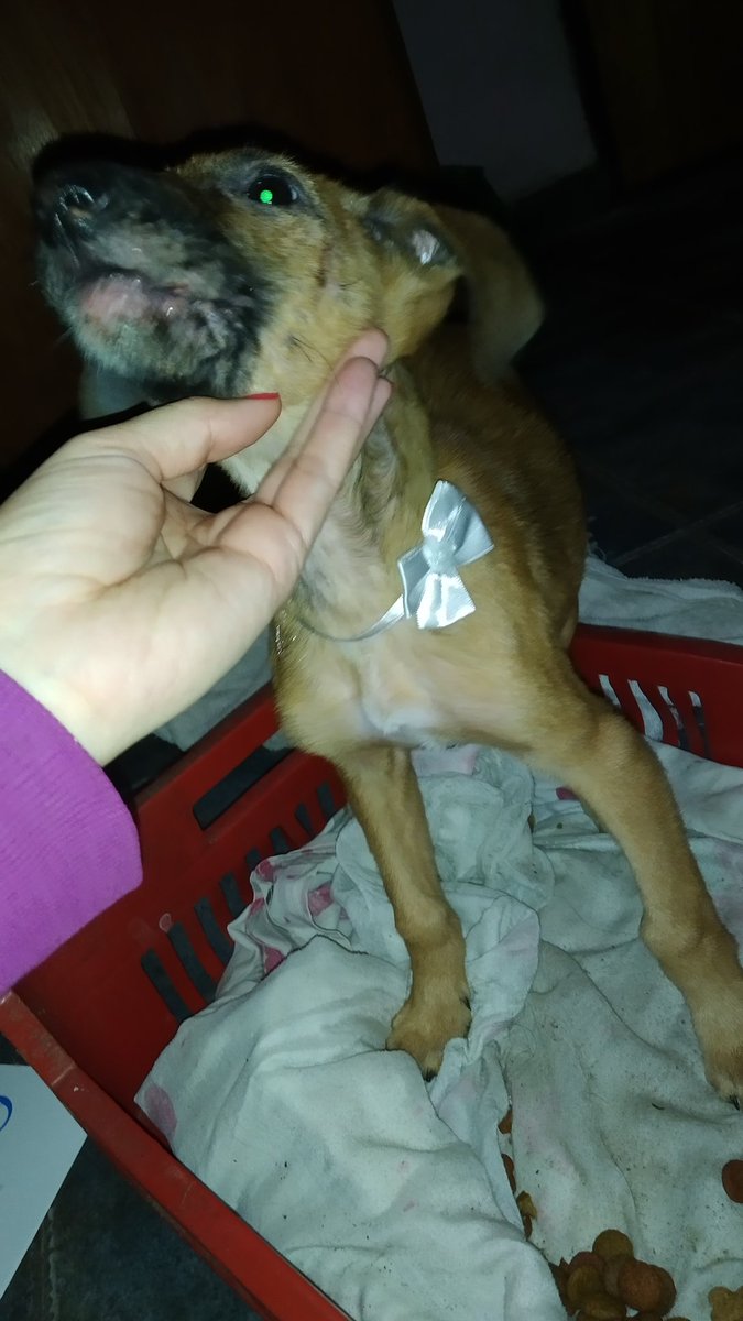 jamilatopacio's tweet photo. Amigos, ayer encontramos a esta perrita en la calle, hoy ya fue a la vete, le aplicaron lo que está en la tarjeta, debe seguir tratamiento para estar sanita, ayúdenme a encontrarle un hogar
@unasur_refugio @PakoAlajaPy @salvandohocicos https://t.co/NvFwlP4lLQ