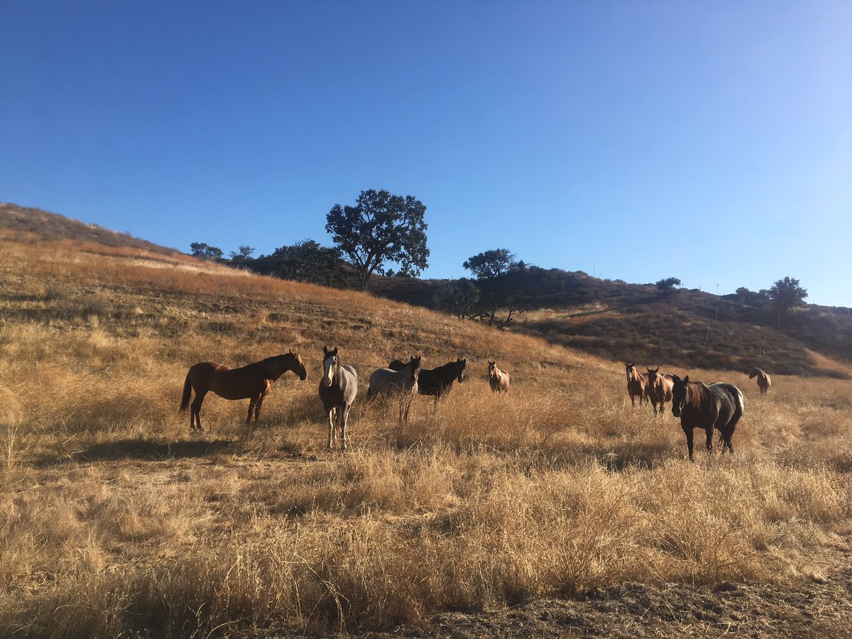 katymcc's tweet photo. The coyotes up in these parts of CA are awfully big! #viewfromarun #cachumalake #wellhellothere https://t.co/Ikx5lTCZiF