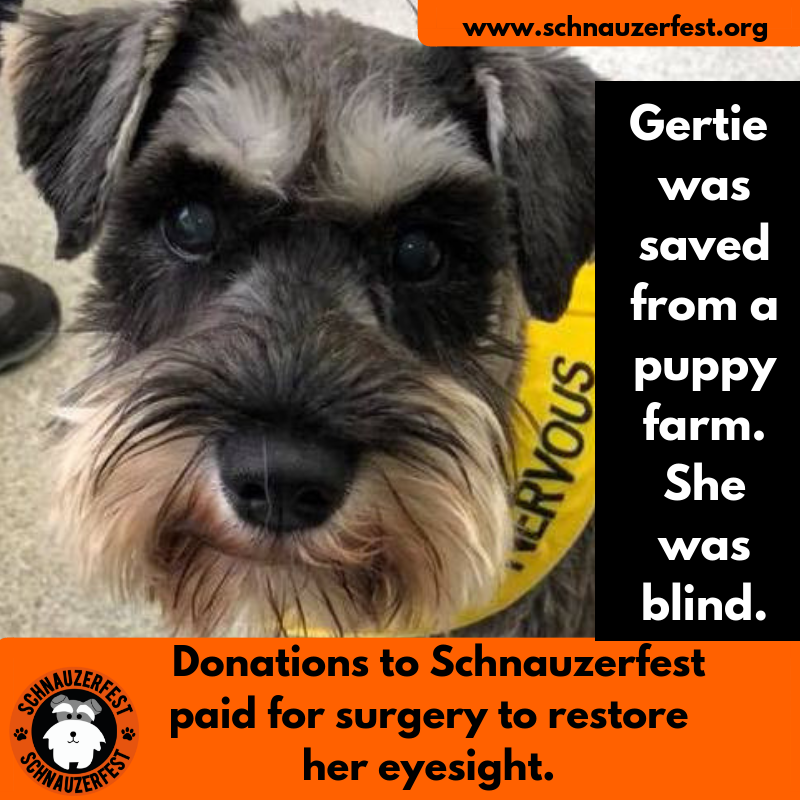 SchnauzerfestUK's tweet photo. Without your donations, dogs like Gertie would never be able to see the bright new world around them, outside of the puppy farm. Please donate today to help us transform more dogs lives. https://t.co/SEk13OTevD