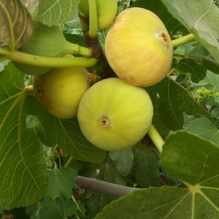 karahanender1's tweet photo. İNCİR VE ASMA FİDANLARIMIZ
#incir #ficuscarica #fig #incirfidanı #hasbahçefidancılık #diyarbakır #meyvefidanı #diyarbakırfidancılık #asmafidanı #üzümfidanı #trakyailkeren #perlette #çekirdeksizüzüm #grape #vitisvinifera #tüplüfidan #figsapling #vinesapling
https://t.co/lArka90PBf https://t.co/XyKeNtdxxa