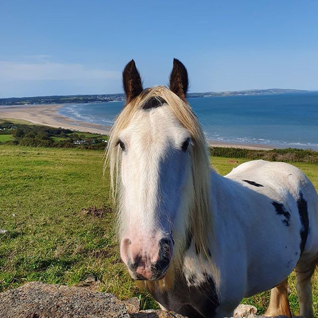 roamingwales's tweet photo. No matter where you go in #Wales the locals are always friendly #RoamingWales #VisitWales #Anglesey #Llanddona https://t.co/LhkIlbN6nn https://t.co/m67MfdBn2d