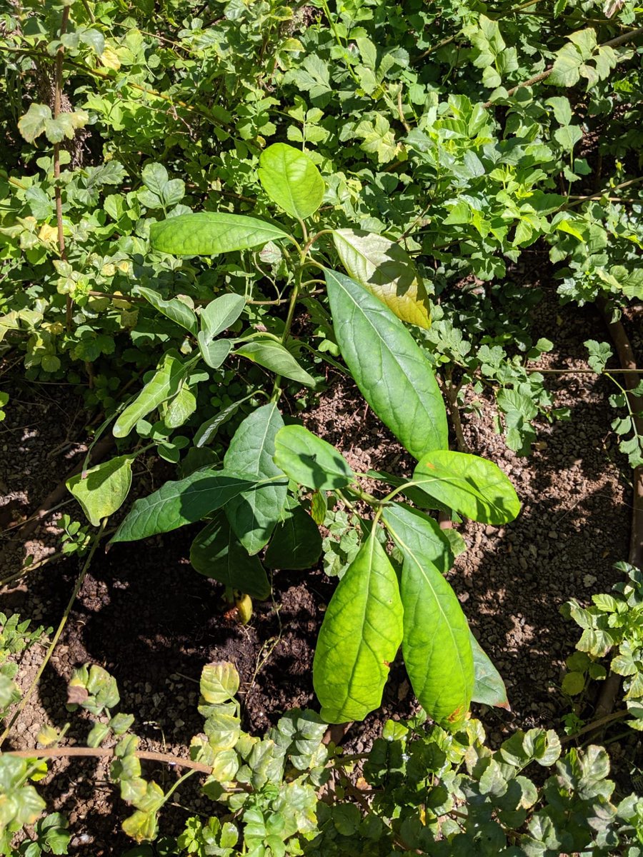 Avocado planted outside Boris’s parents’ on Tuesday (17th)