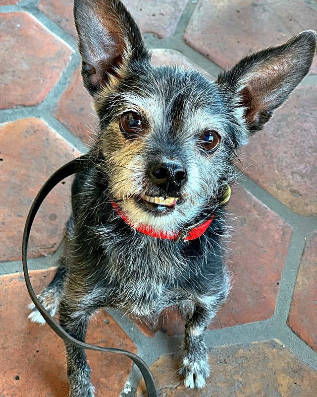 famecaffe's tweet photo. Finn is loving weather and the patio @famecaffe! ☀️ 🌵 ☕️ #famecaffe #rescueanimals #adoptdontshop https://t.co/JBITAaouU8 https://t.co/AntXDvAo9w