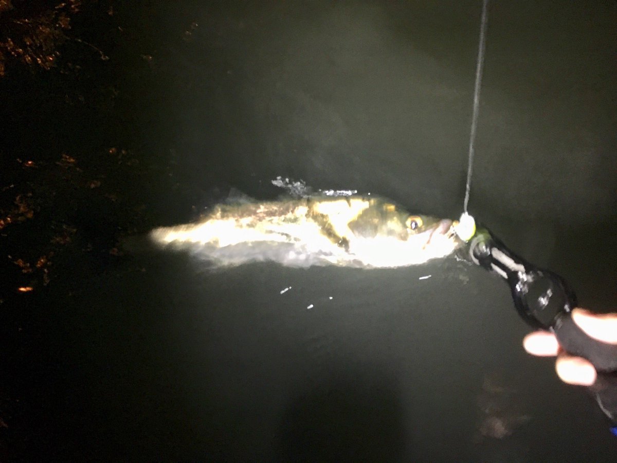 SHO_fishing_'s tweet photo. 2キャッチ3バラシ。
楽しめた♪(*´∇`*)
#シーバス #荒川 #GALBA #iborn #daiwa #ima https://t.co/SuCfrIwNQg