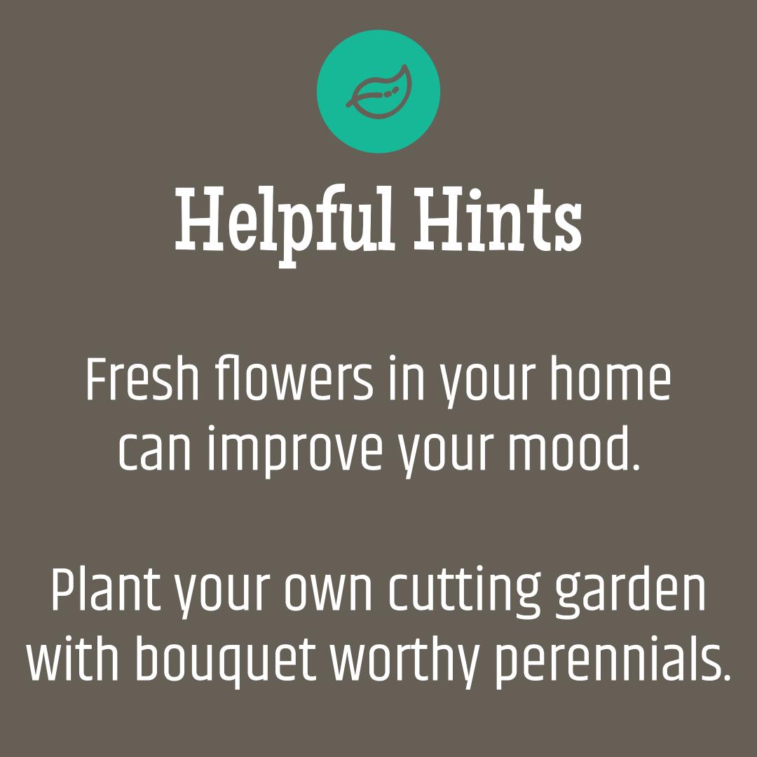 Plants make people happy! 🌱💚🍃

#helpfulhints #houseplants #plantsbringhomestolife #goodvibesonly #needmoreplants #plantsmakepeoplehappy #botanicalpickmeup #lifearoundplants #buymoreplants #allinbloomsouthport