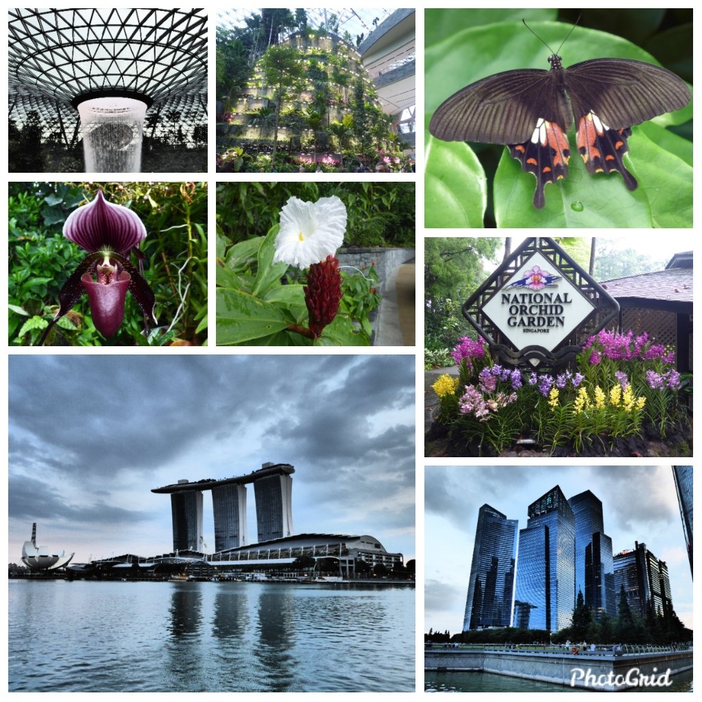 natepix1's tweet photo. Logging out for while due to #F1NightRace coverage. Pics from the #NutsInSinga holiday this year. Scroll through that hashtag and enjoy the #Orchid capital of the world. It's one amazing country๐ https://t.co/hcGx5hVR3s