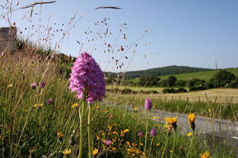 Dear councils,
If left to grow - and cut annually like traditional hay meadows - 1000s of miles of #roadverges could be beautiful wildflower havens! You'll save taxpayers cash too 🐝
More at: bit.ly/2snePjw
(Pictured is a verge in Dorset, courtesy of <a href="/Love_plants/">Plantlife</a>)