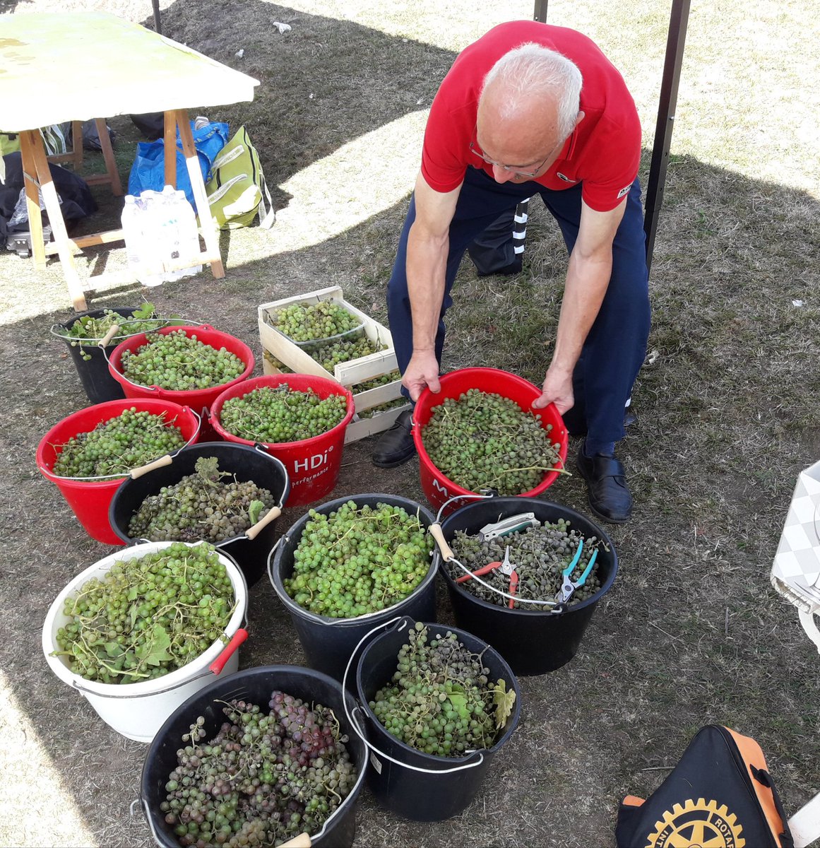 Palou8176's tweet photo. Magnifique journée de #VivreEnsemble #vendanges2019 @Rouen @BG76230 avec la récolte de jolies grappes de raisin #vigne chez des particuliers voisins de l'association #InVignoMeritas @RotaryFR @Gilbert_Renard @ssvpfrance https://t.co/RXSirPOBpZ