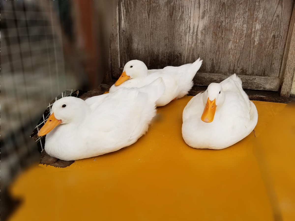 serapi_dack's tweet photo. 右があるたん、左がとぅぶ、奥がおちゃぁんです！さっきまで寝てたけどカメラ近づけたら皆起きちゃった！😓 #ダックセラピー #かわいい #アヒル #癒し #寝起き https://t.co/WPMbpC80aX