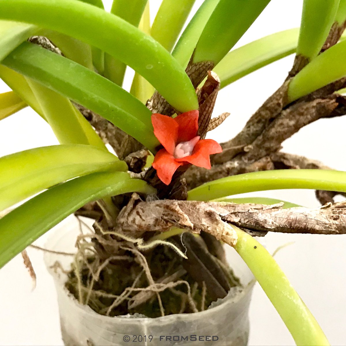 fromSeed's tweet photo. #BloomingToday
#本日開花

Ceratostylis rubra

#orchid #flower #ceratostylis #rubra #ceratostylis_rubra #orchidinbloom #orchidflower #orchidshare #fromseed https://t.co/DcC8anpzpJ