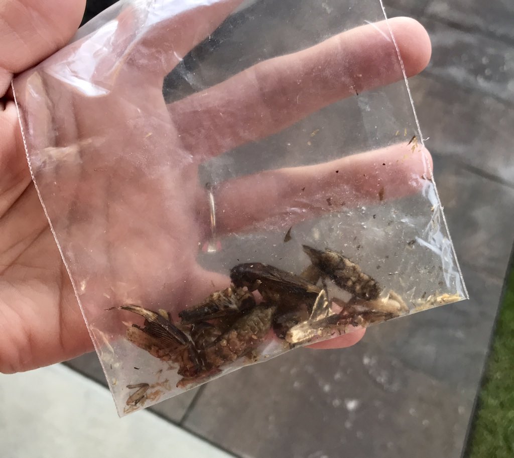 Fabtabulous5's tweet photo. @NathanJurries Got you some tasty, edible bugs from the street fair. You’re welcome, boi. https://t.co/dCU3oy3kMj