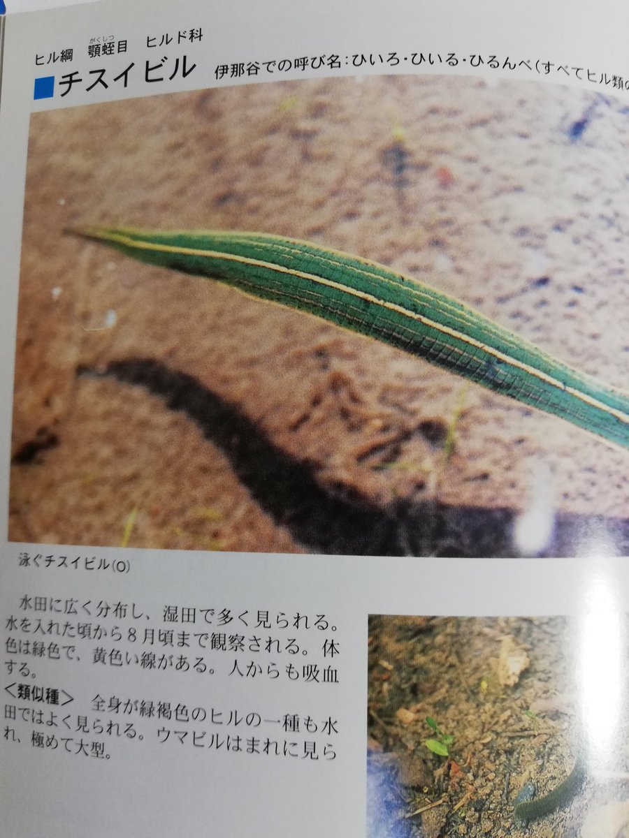 にょろにょろヒルnyoronyoroleeches 書籍の説明が間違っているかわいそうなセスジビル 1ウマビル誤記 図鑑neo新版水の生物 19小学館 2チスイビル誤記 百姓仕事がつくるフィールドガイド 田んぼの生き物 06築地書館 正しい3枚目は国会図書館で複写