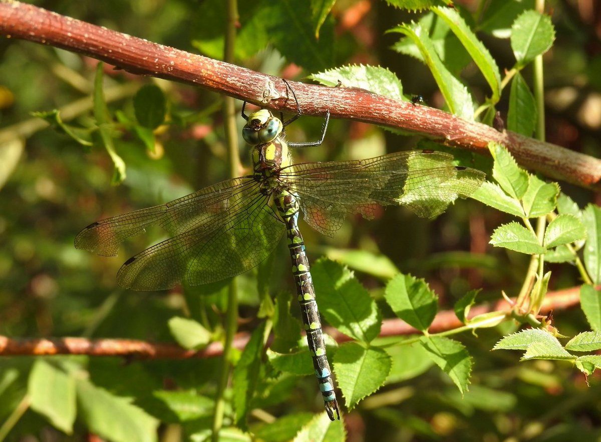 CRCuthbert's tweet photo. Southern Hawker dragonflies here today, female (L) and male with rather worn wings (R) @BDSdragonflies https://t.co/qzJTlTNmYx
