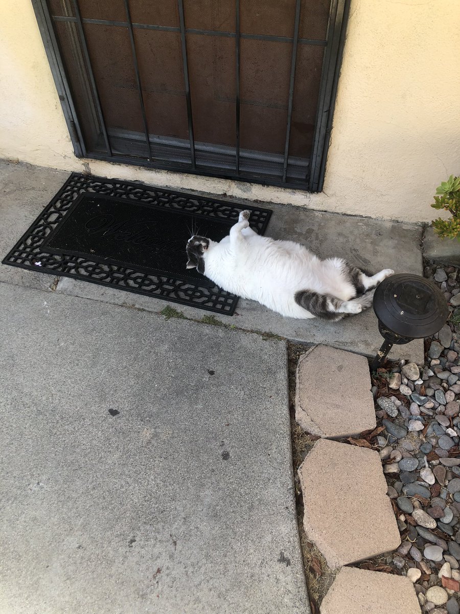 genavie_'s tweet photo. I thought my bitch ass #cat was dead when I pulled up but no her fatass is just sleeping. https://t.co/z3bZpC2Cvm