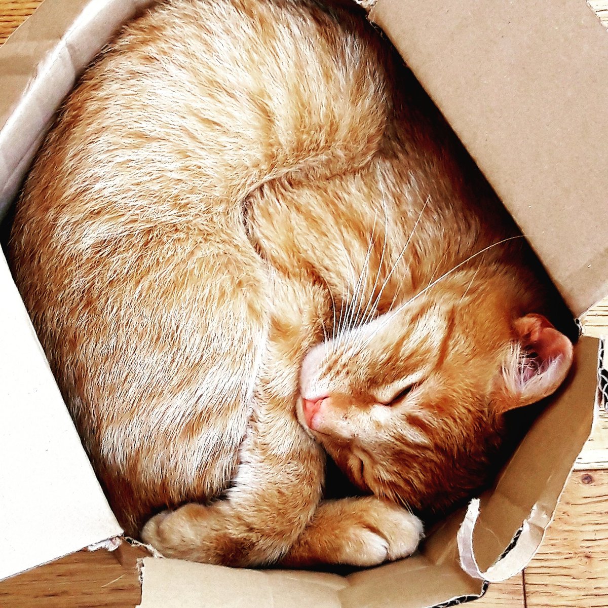 catsofasgard's tweet image. Happy Caturday from Thor - trying to sleep in a box way too small to fit into #happycaturday #Caturday #cats #Thor