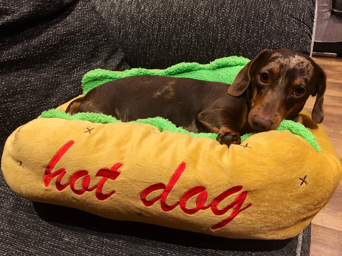 BouncingBeckyTV's tweet photo. My sexy sausage 🌭🐾. Yes he is mine. No you can’t have him #spoiltsausage #sexysausage #dachshund #minidaxie #hotdog #dog #pet #family #bestfriend #lovehim #twitchbuddy #twitchfam #sausagemad #cute #cantstayangry #dapple #choctan #iwantasecondsausage #brothersausageplease https://t.co/eE6MSrIhed