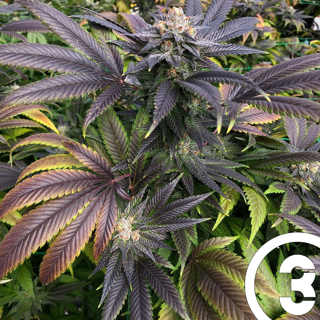 3BoysFarm's tweet photo. Mendocino Menage a Trois, anyone? This indica-dominant variety is the child of Florida-born Triangle Kush with California-bred Mendo Purps. Bred by CSI Humboldt Seeds Mandarin Triangle Kush- this looks absolutely regal in the winter greenhouse. https://t.co/AXX3mP5mPg